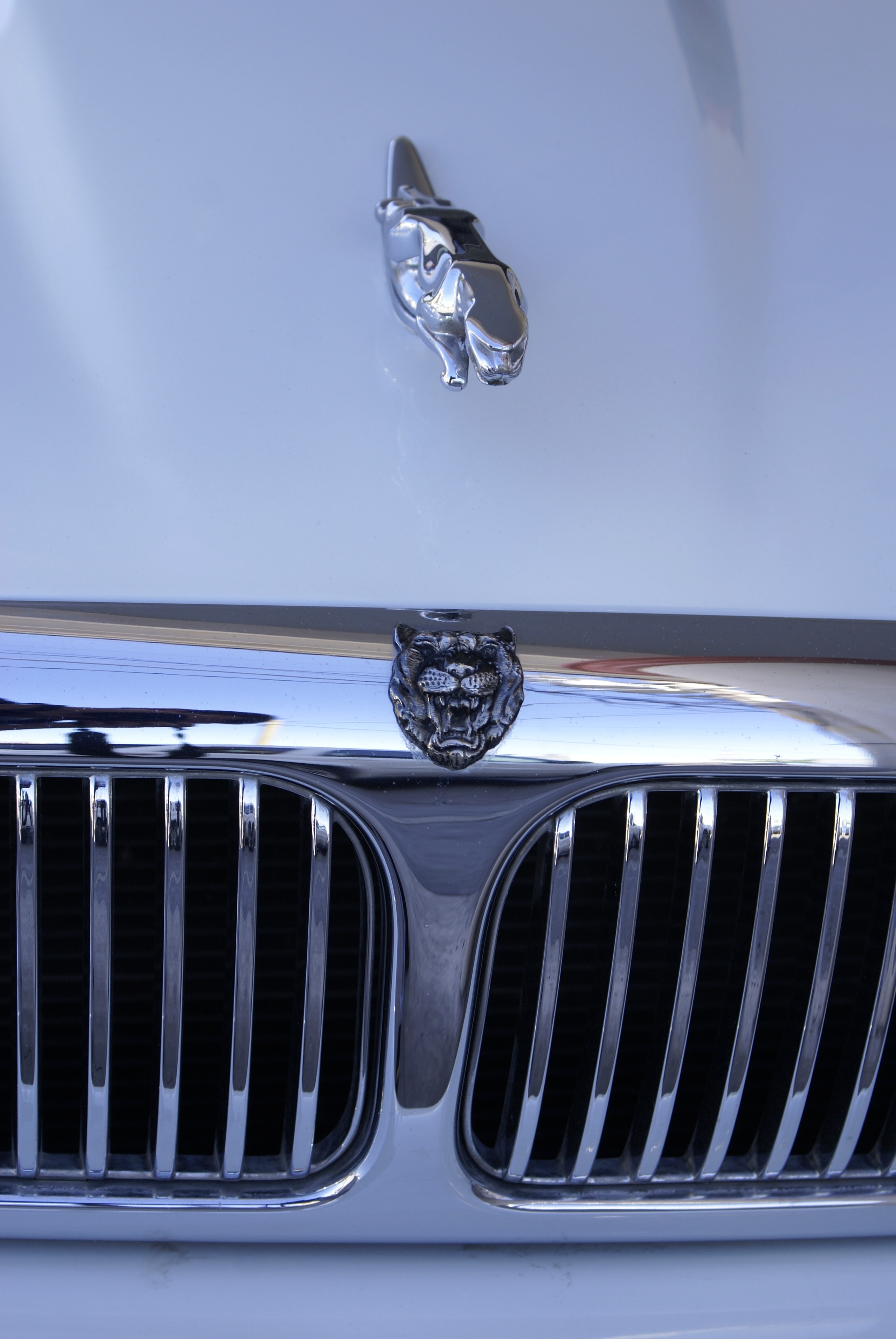 Jaguar XJ8 — ornamento jaguar y parrilla cromada